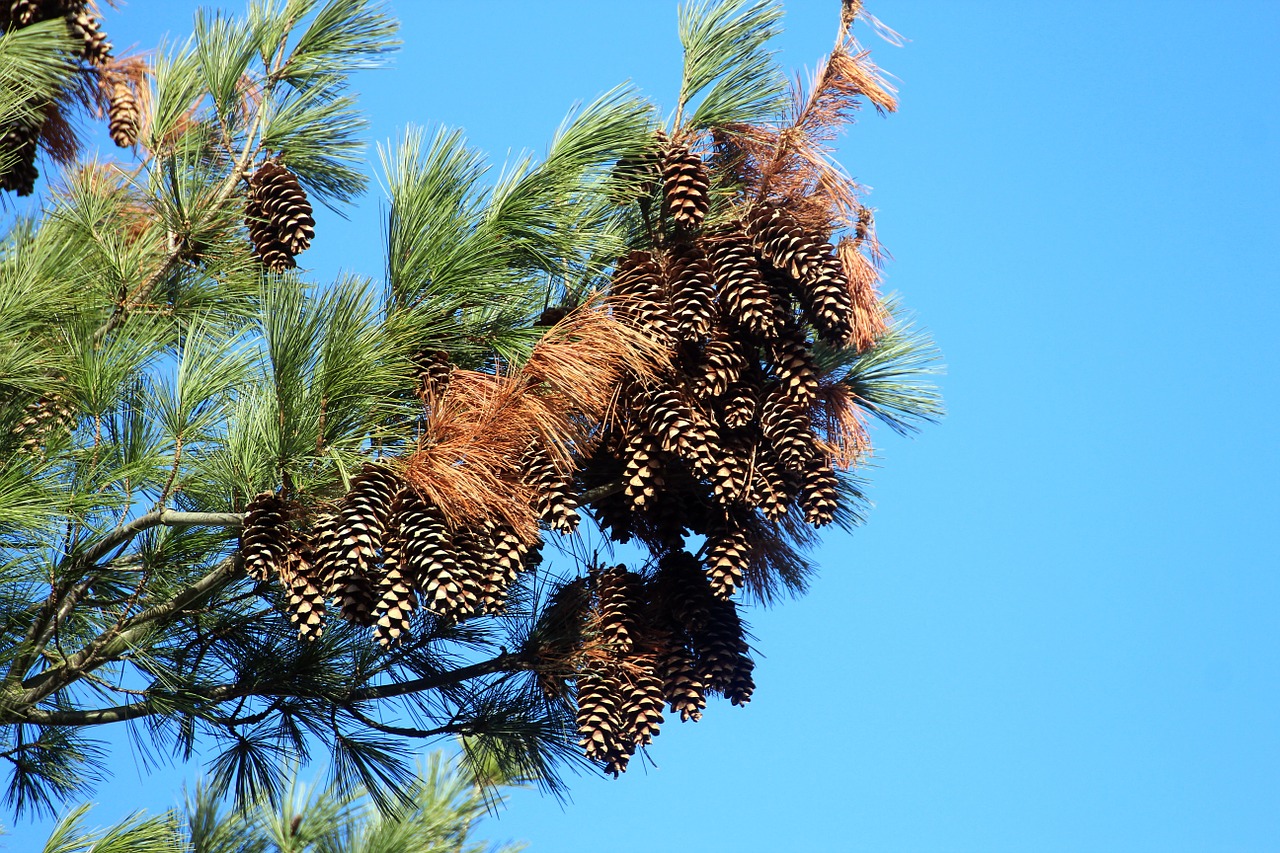conifer pine blue sky free photo