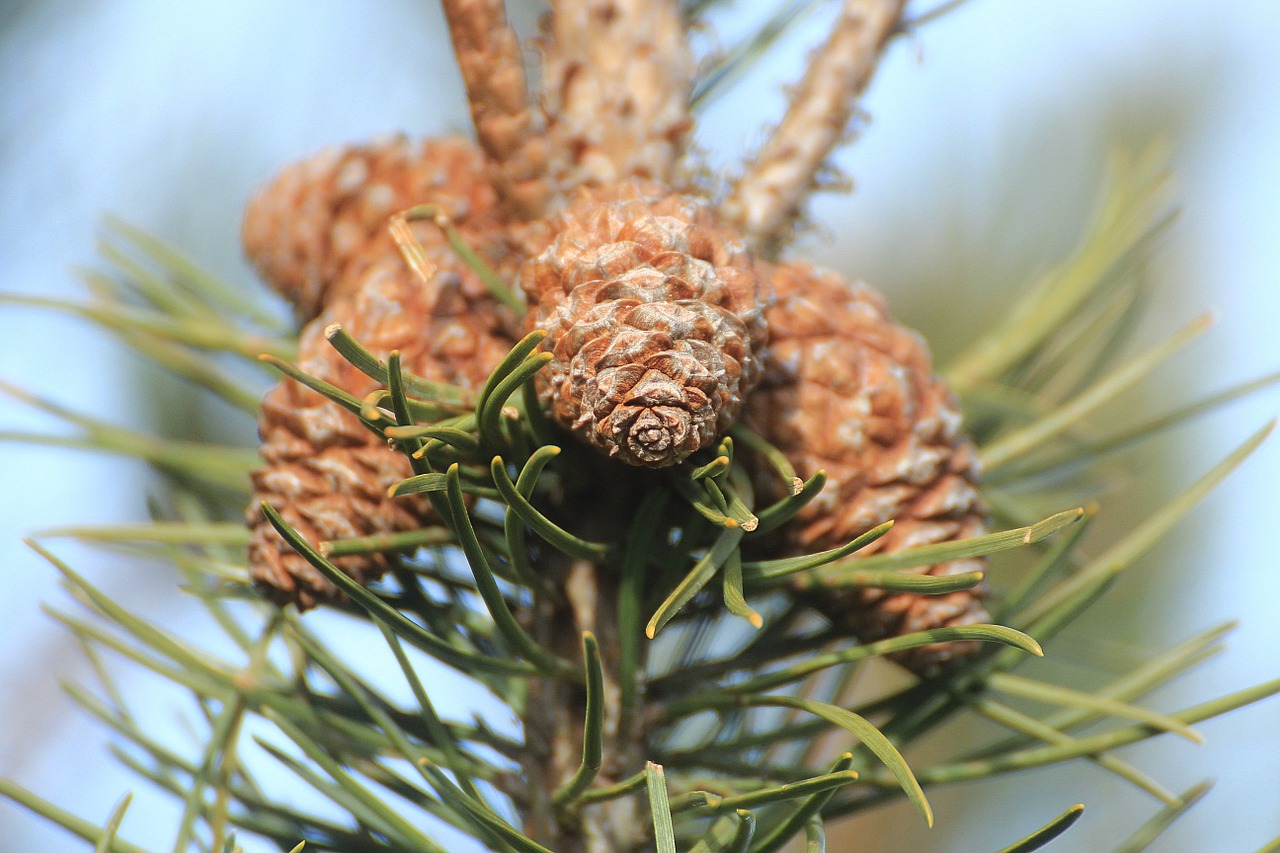 conifer pine tap free photo
