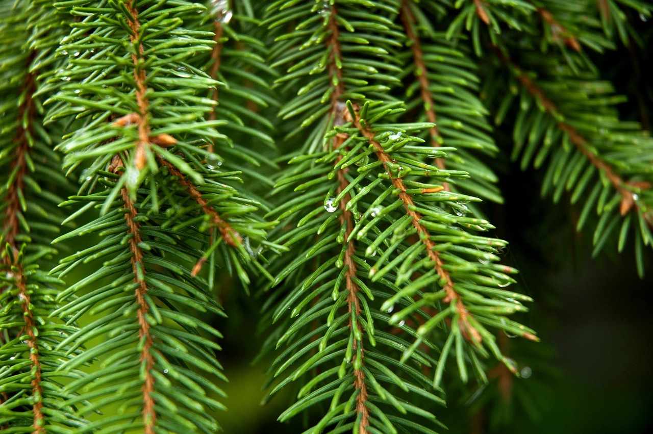 conifer spruce tree free photo
