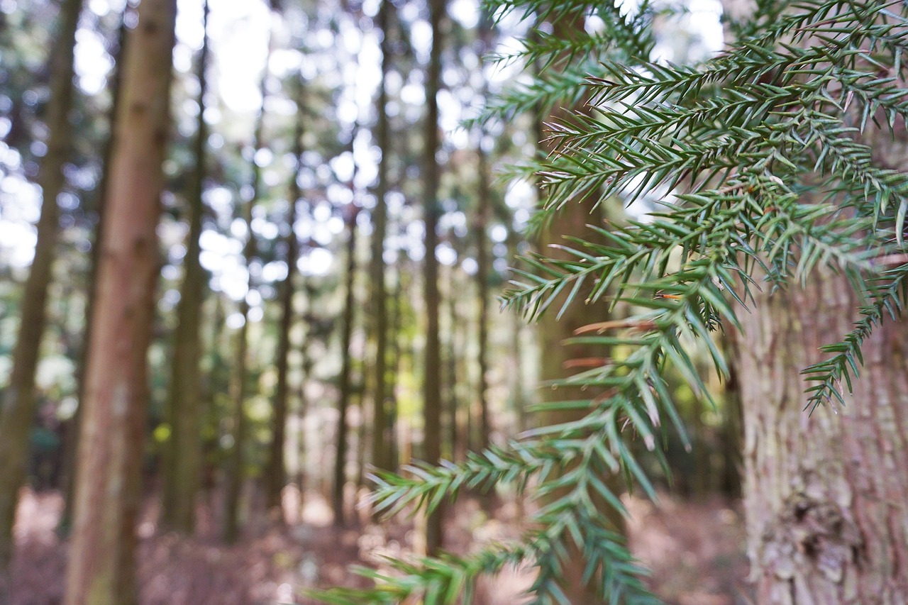 conifer twig needles free photo