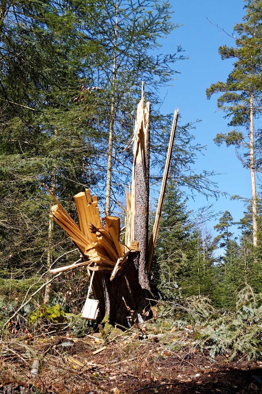 conifer fir nature free photo