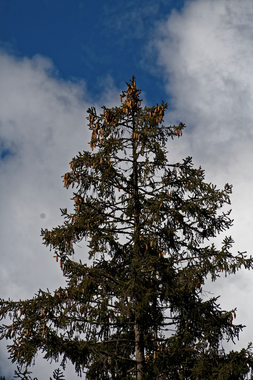 conifer fir nature free photo