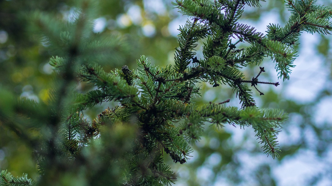 conifer tree nature free photo