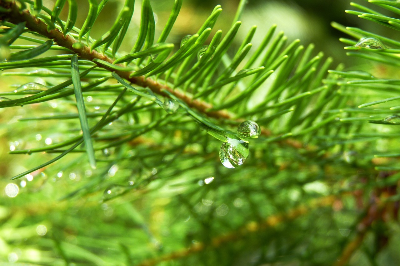conifer branch drop of water free photo