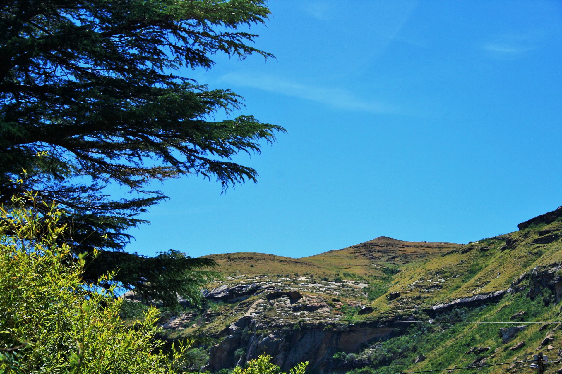 tree mountain rugged free photo