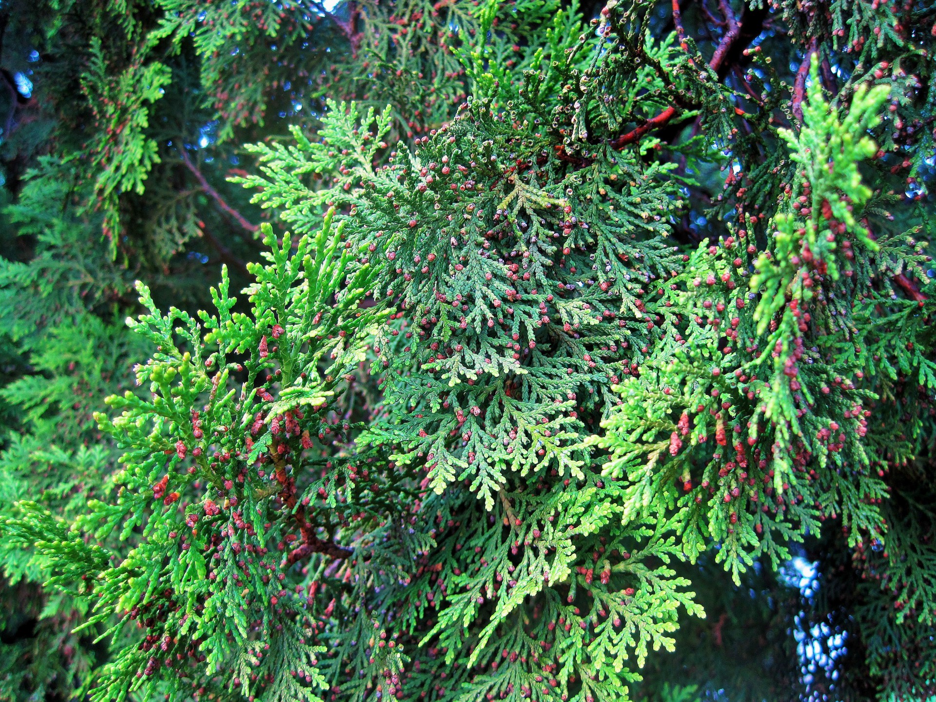 conifer green leaves free photo