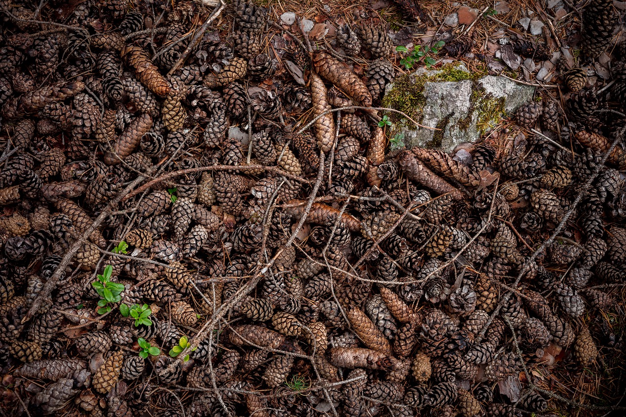 conifer cone pine plant free photo