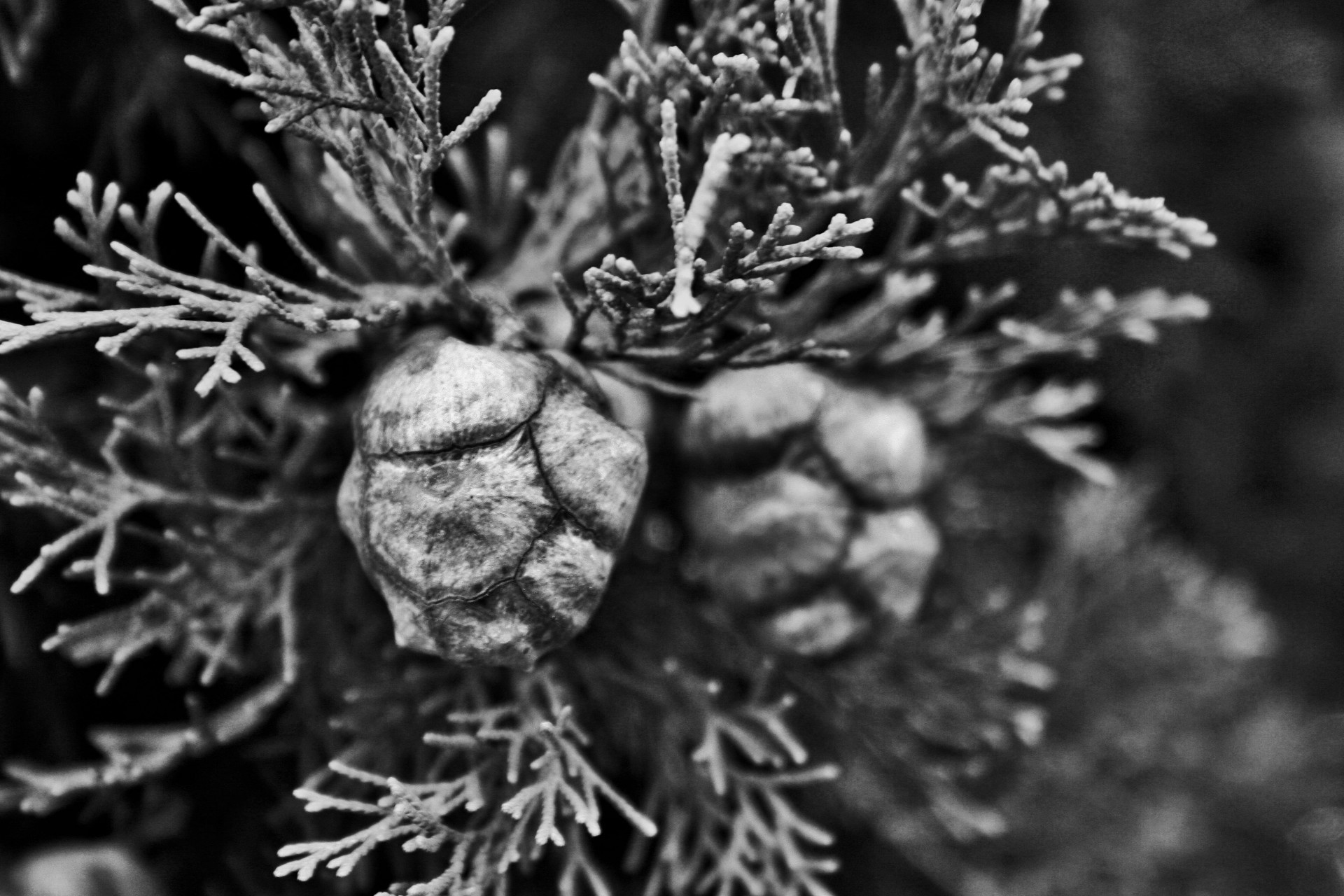tree conifer seeds free photo