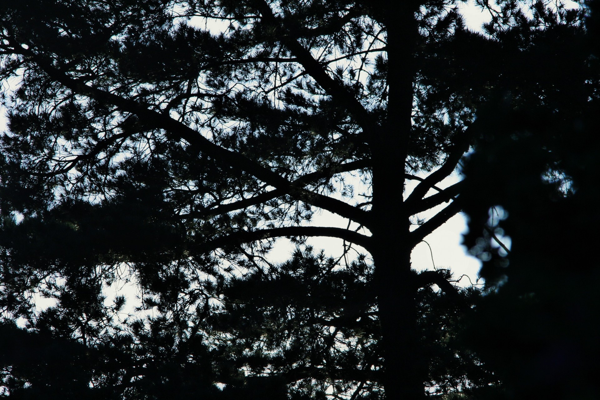 tree silhouette light free photo