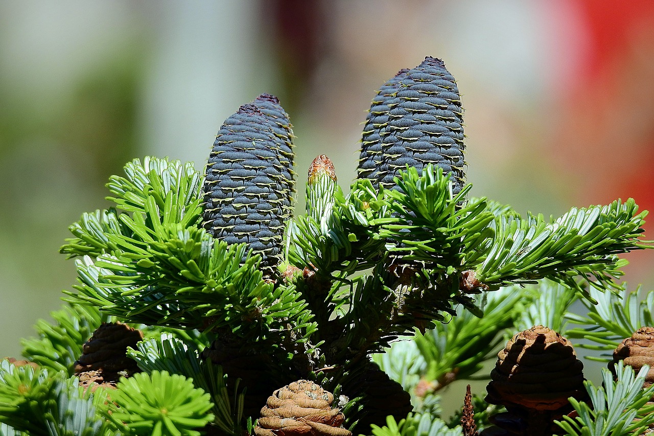 coniferous  cones  tree free photo