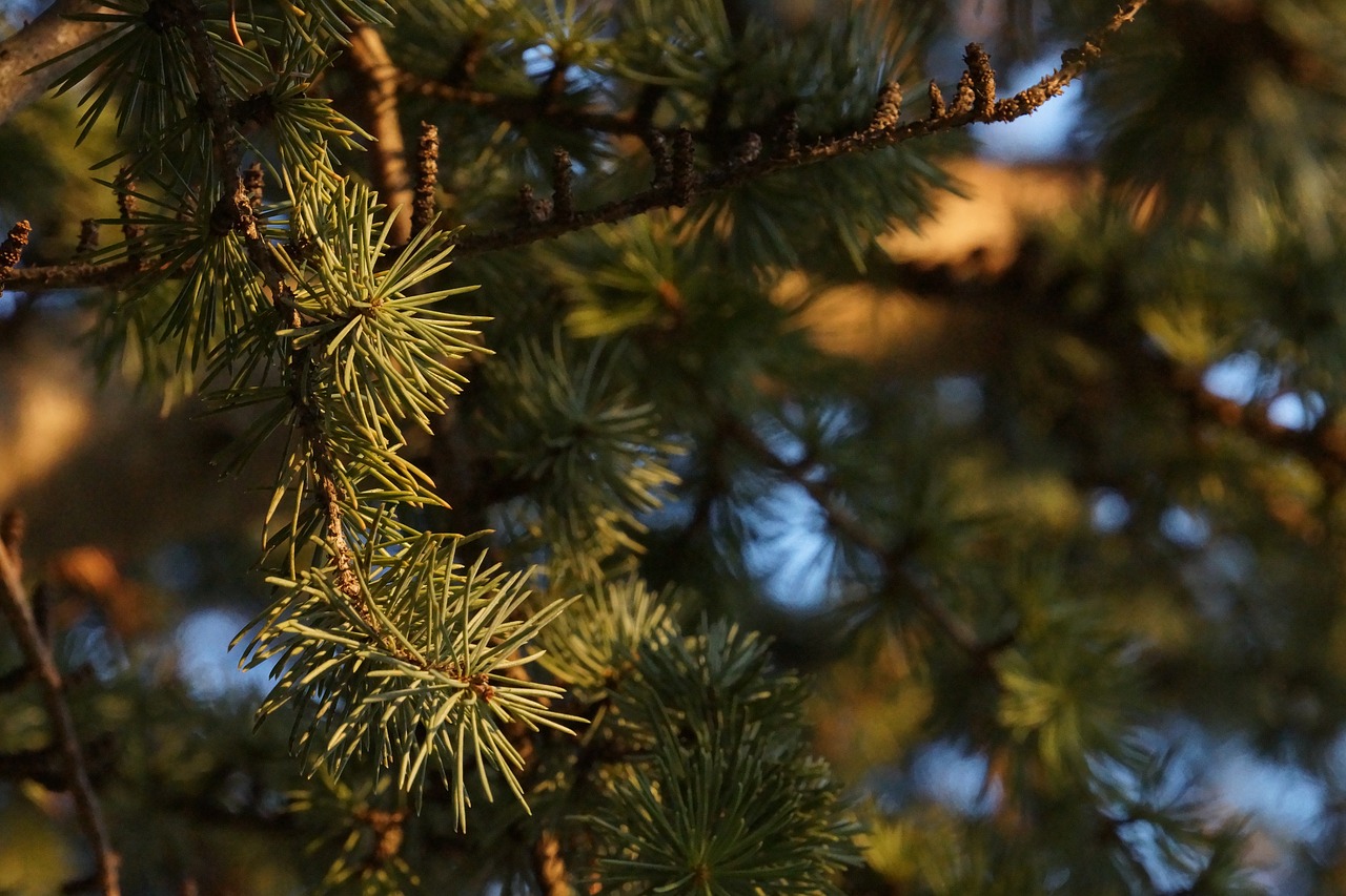 coniferous  macro  tree free photo