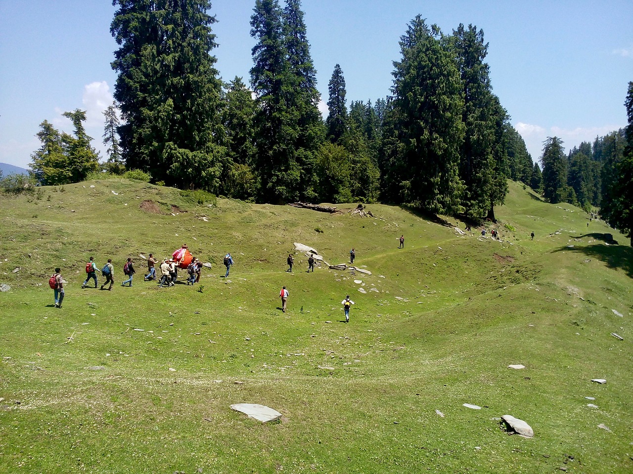 conifers forest india free photo