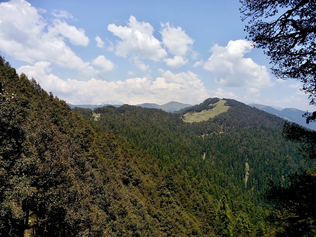 conifers forest himalayas free photo