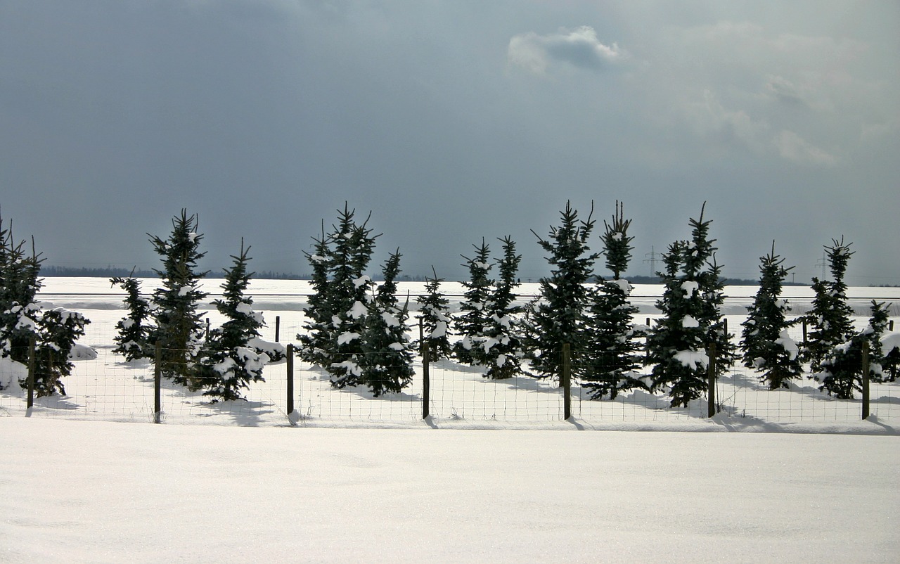 conifers winter conifer free photo