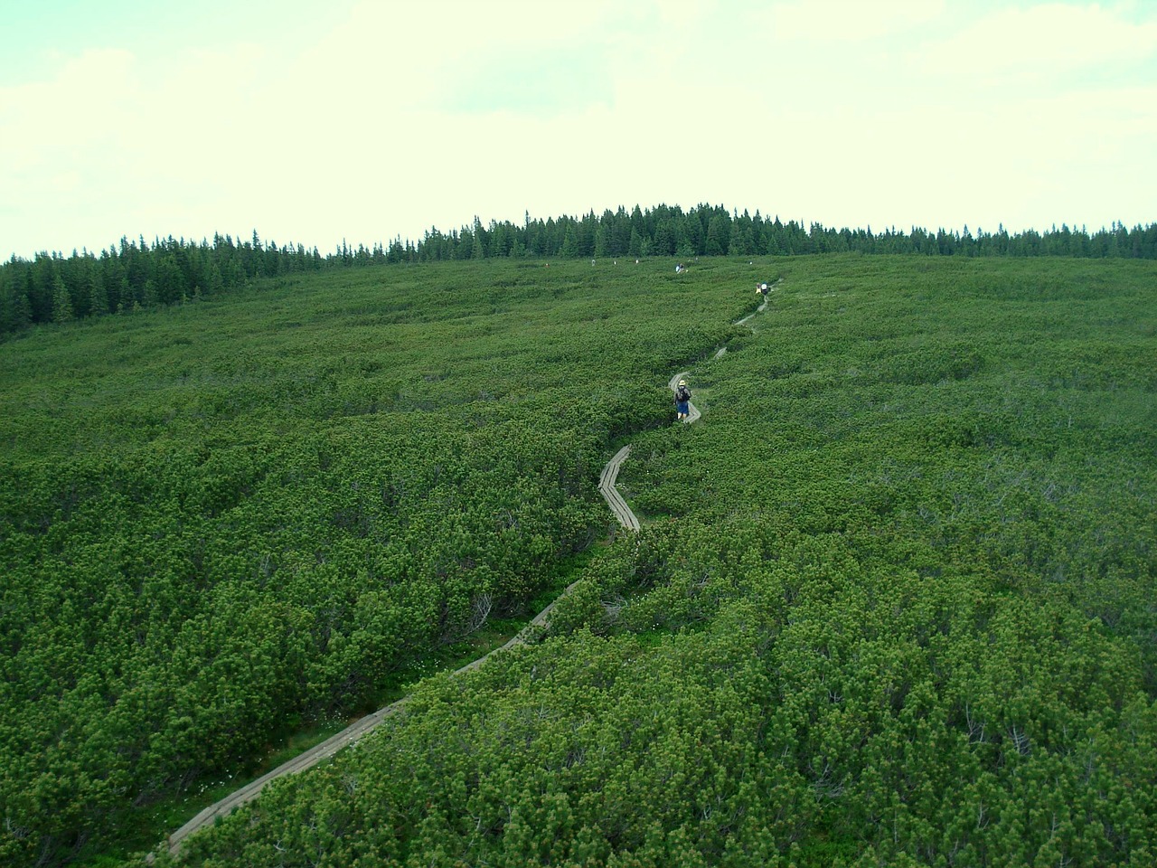 conifers small path free photo