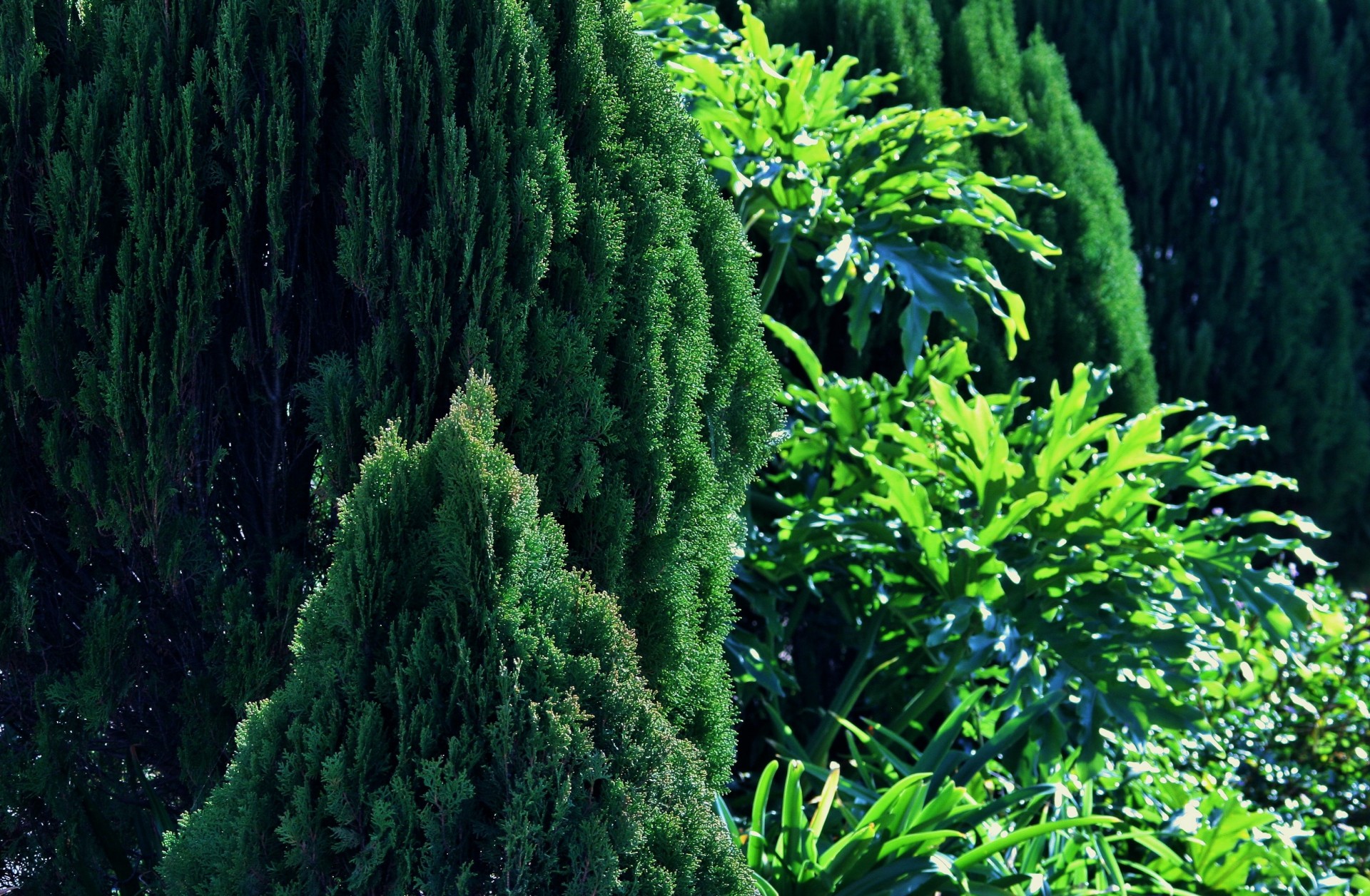 trees conifers plants free photo