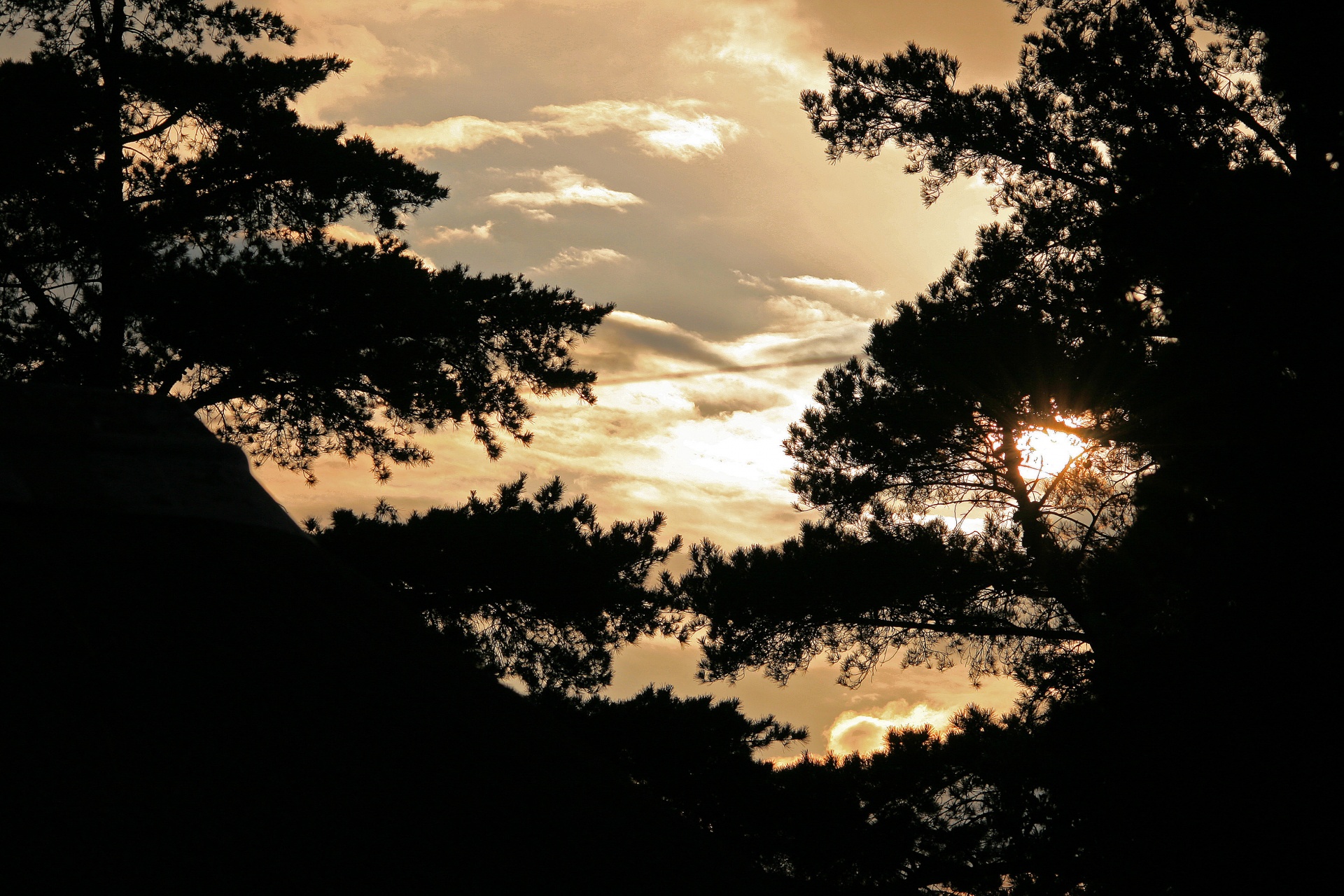 trees silhouettes sky free photo