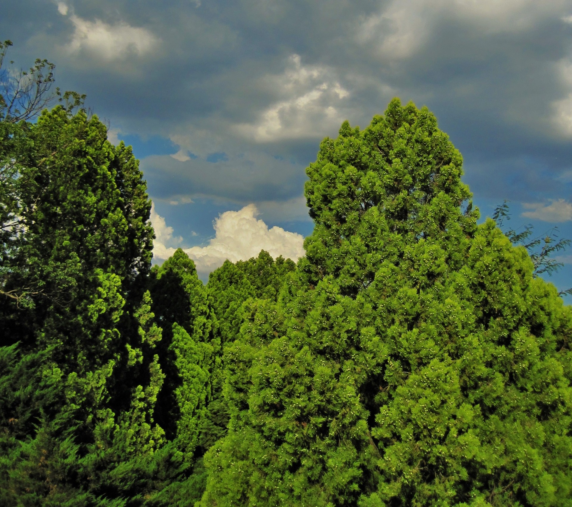 trees green light free photo