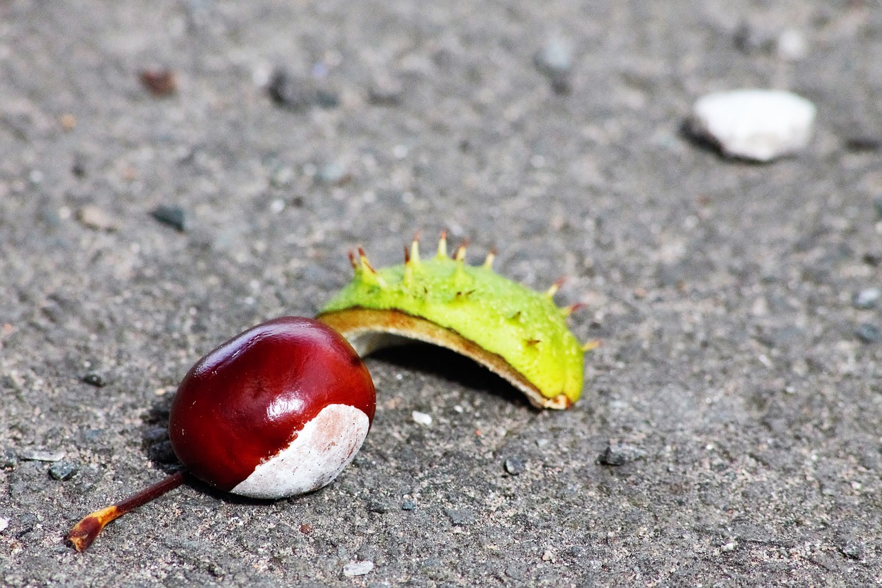 conker autumn season free photo