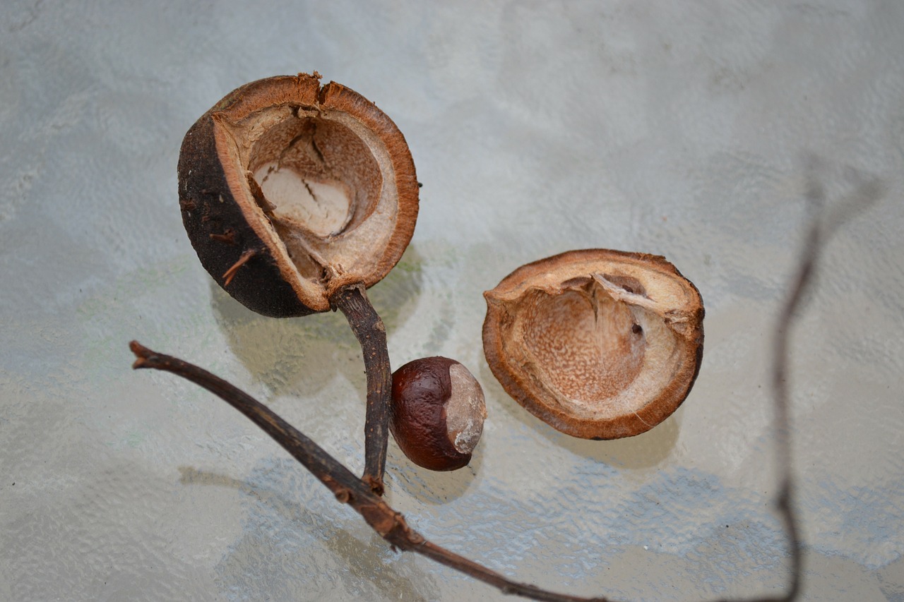 conker horse chestnut chestnut free photo