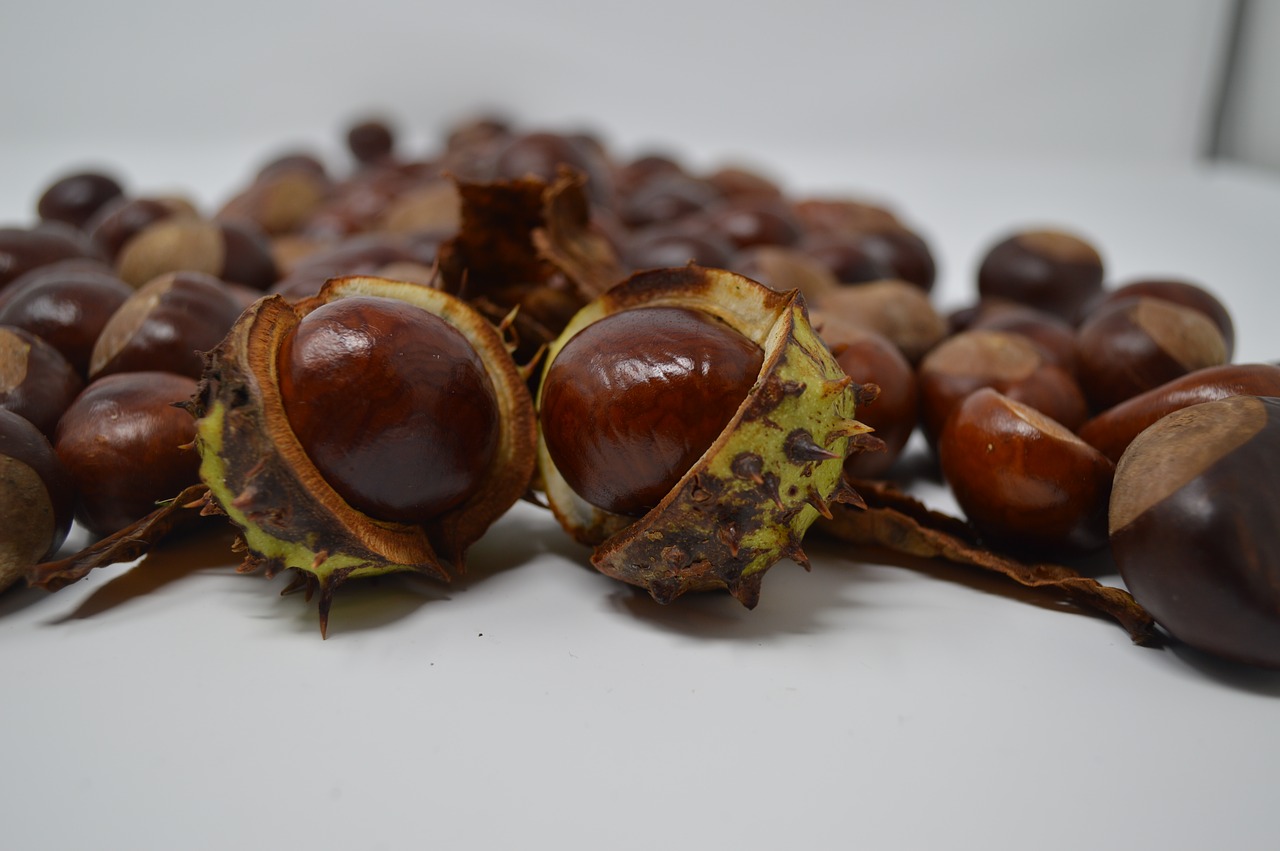 conker  conkers  horse chestnut free photo