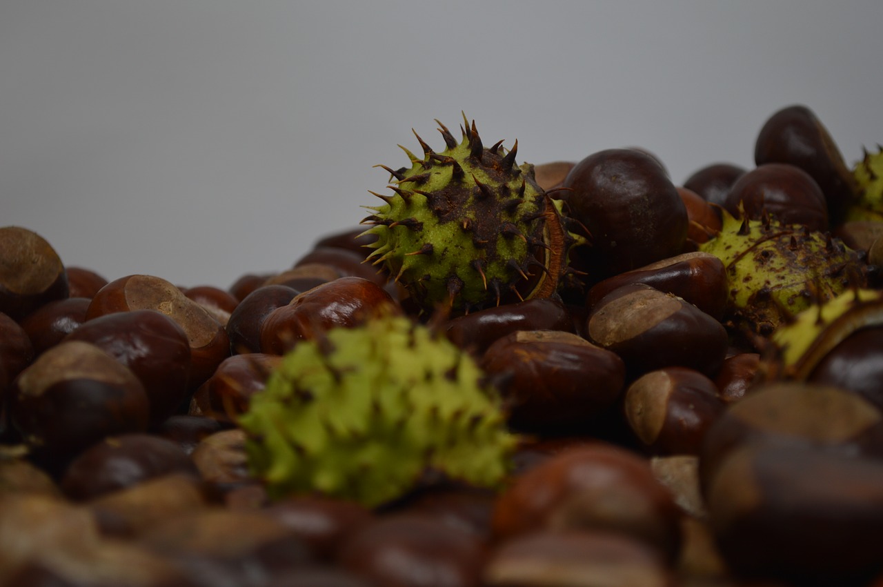 conker  conkers  horse chestnut free photo