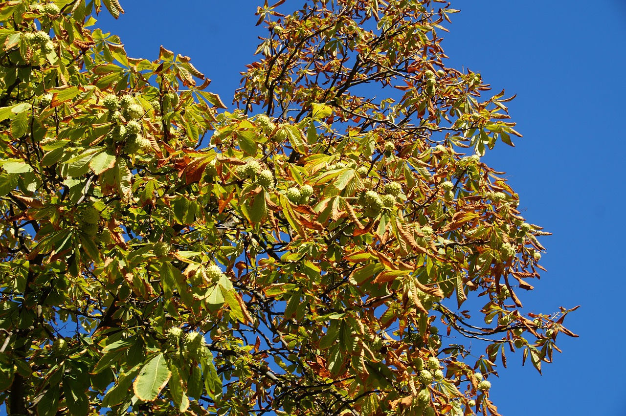 conker chestnut autumn free photo