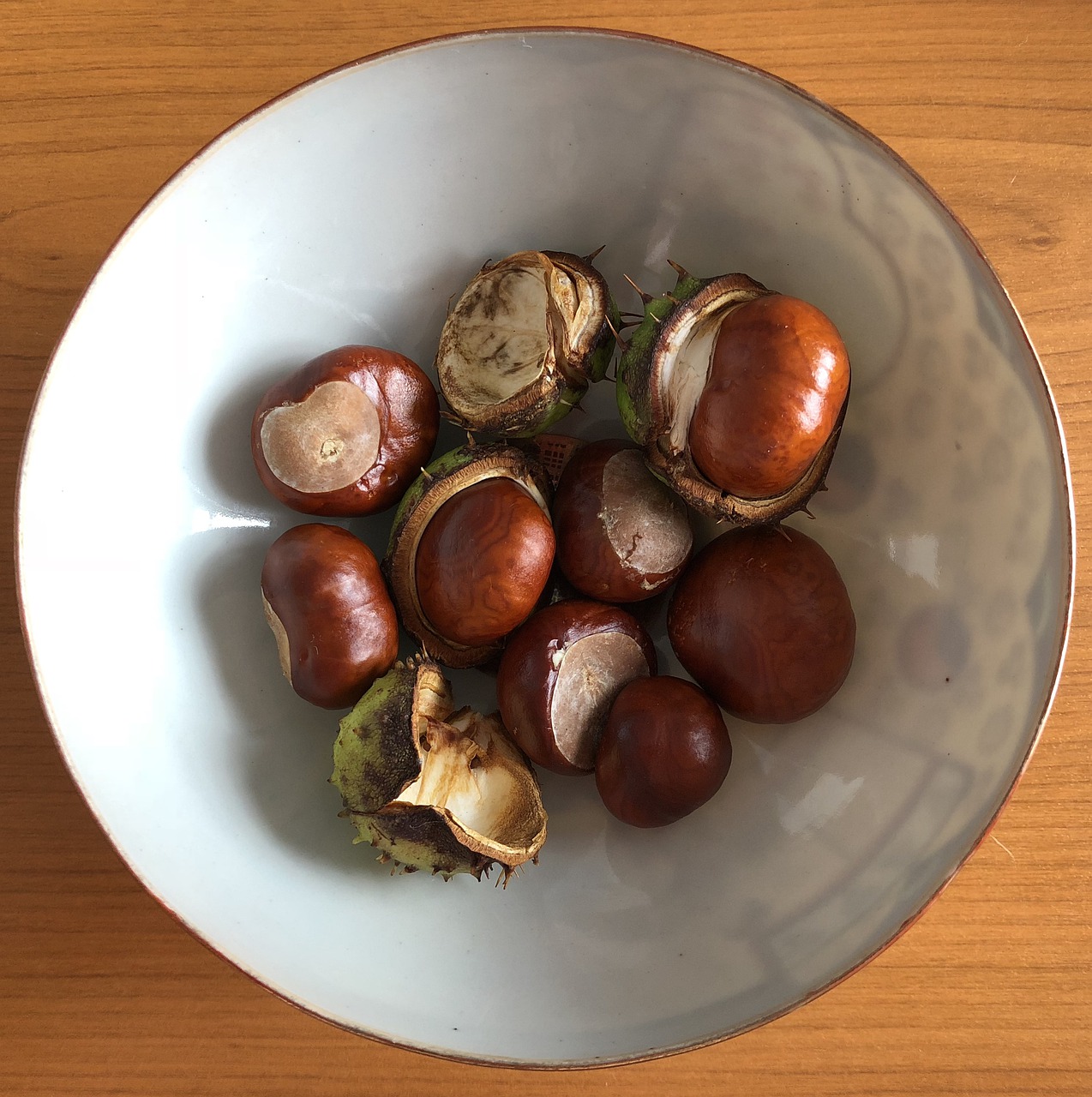 conkers  horse chestnuts  autumn free photo