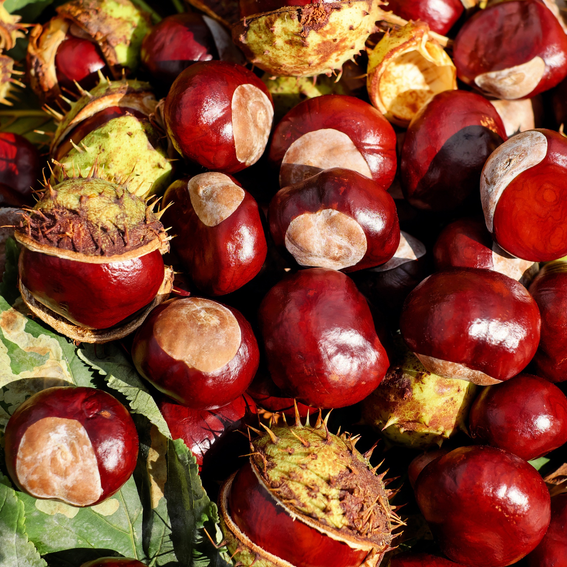 conker conkers background free photo