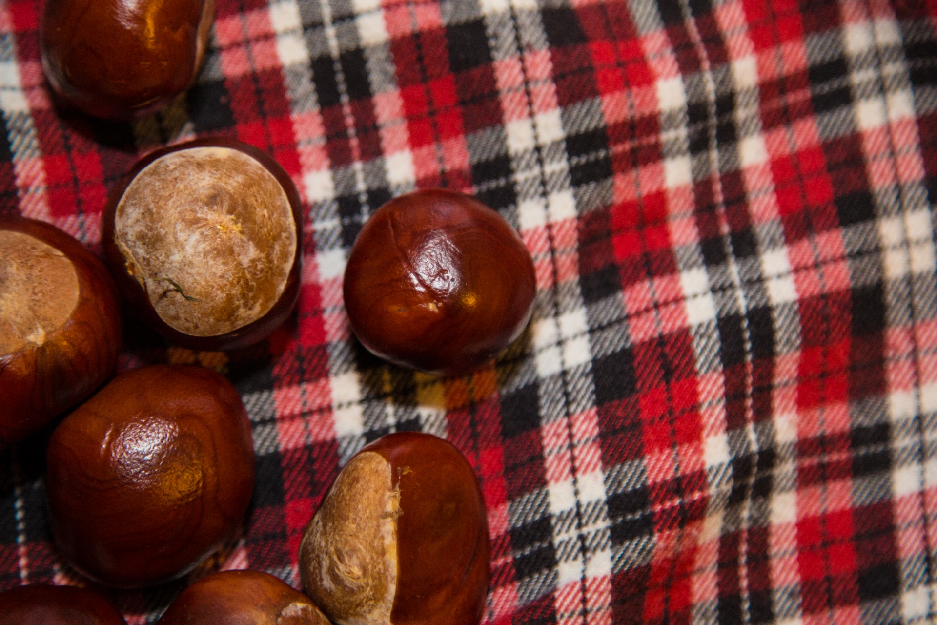 conker outdoor closeup free photo