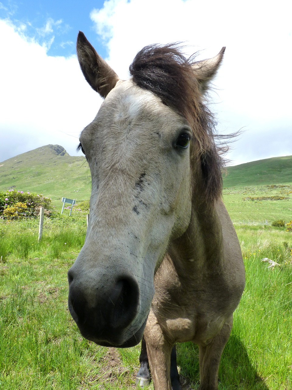 connemara pony pony horse free photo
