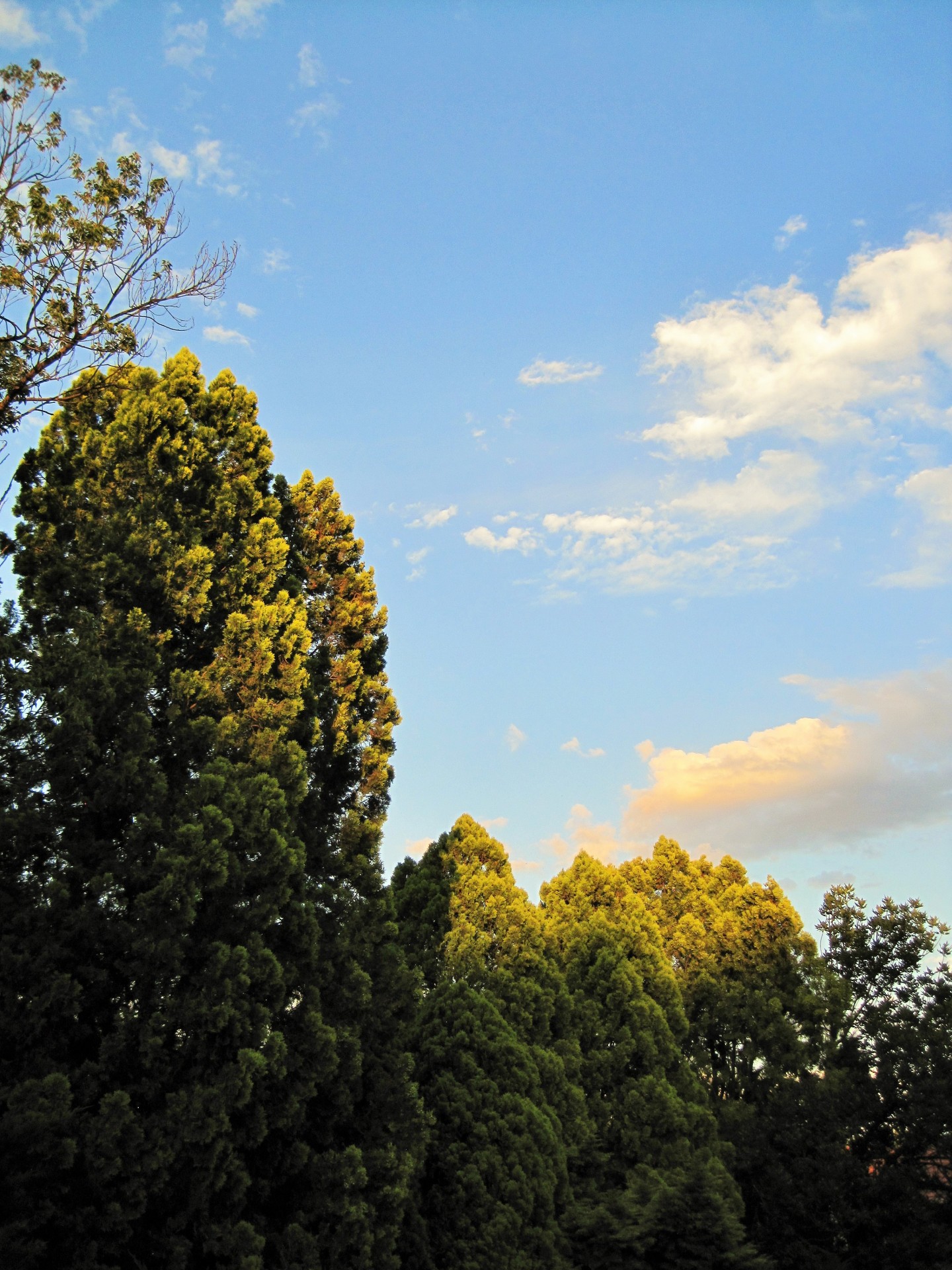 trees conifers tall free photo