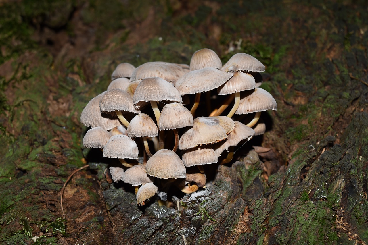 conocybe rickenii mushrooms vittorio veneto free photo