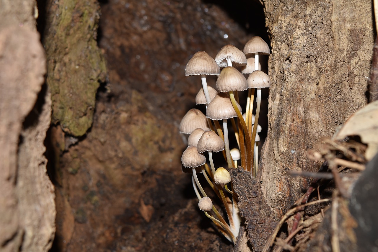 conocybe rickenii mushrooms vittorio veneto free photo