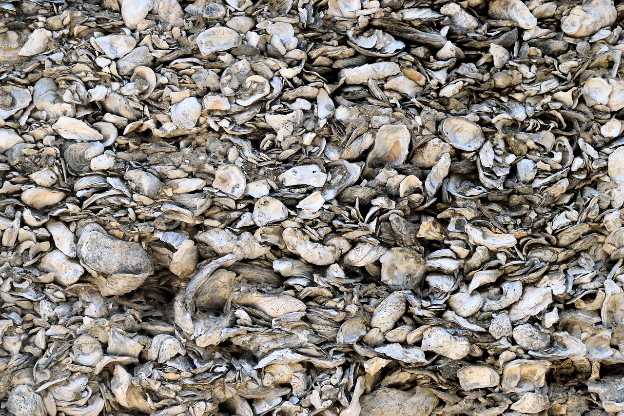 conquina shells  backdrop  shells free photo