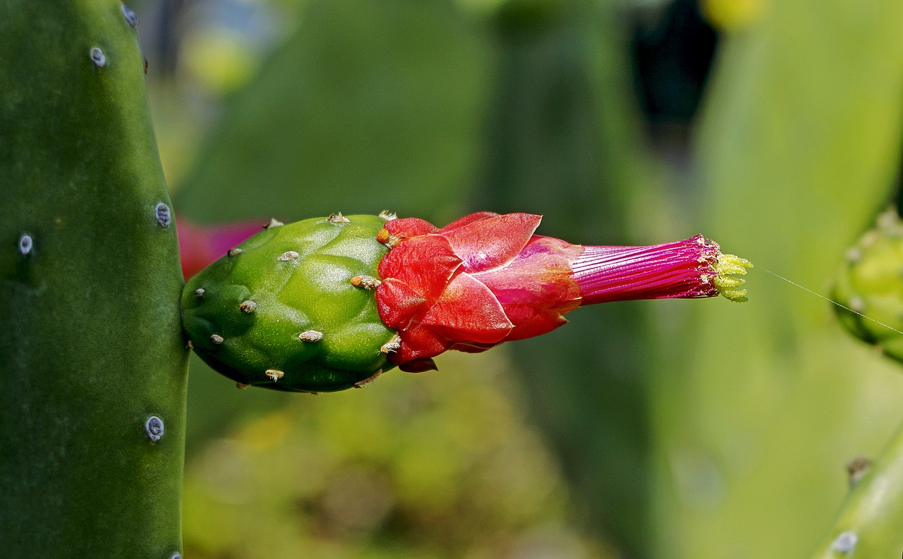 consolea moniliformis cactus flower free photo