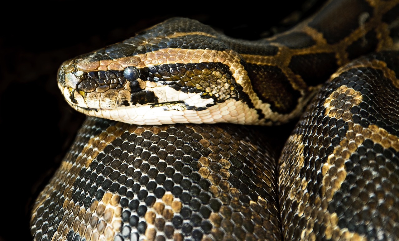 constrictor snake close free photo