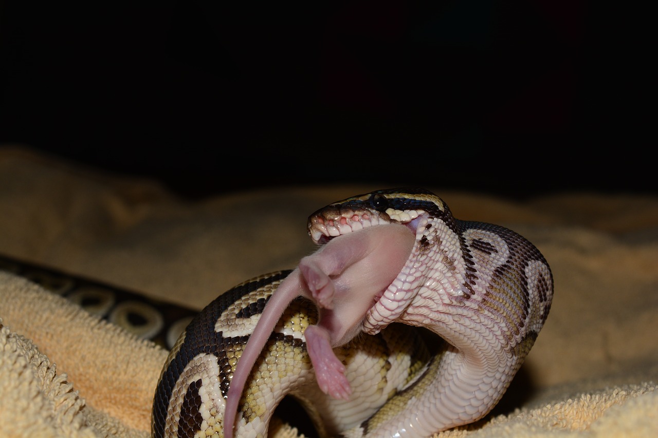 constrictor python snake free photo