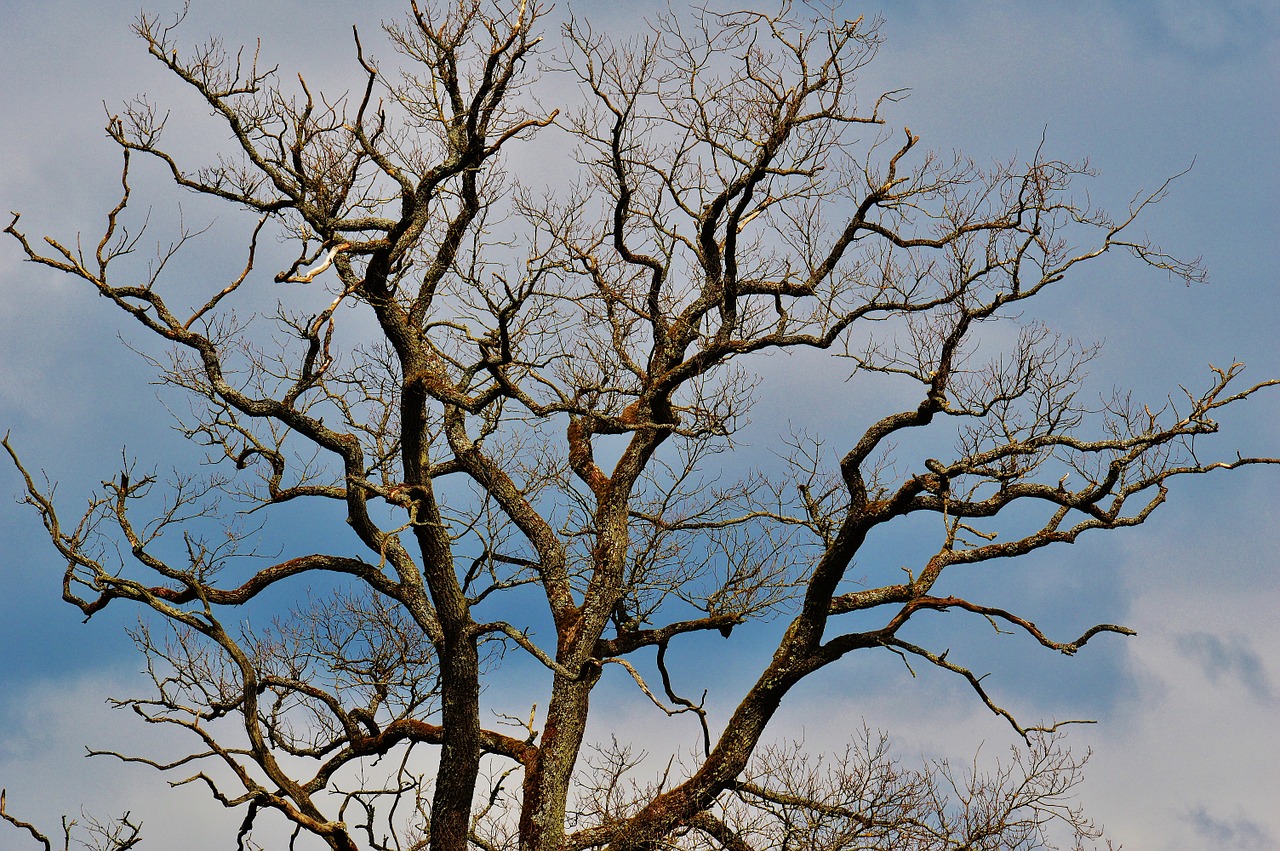 construction branches nature free photo