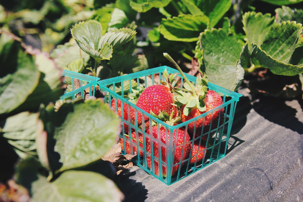 container food fruits free photo