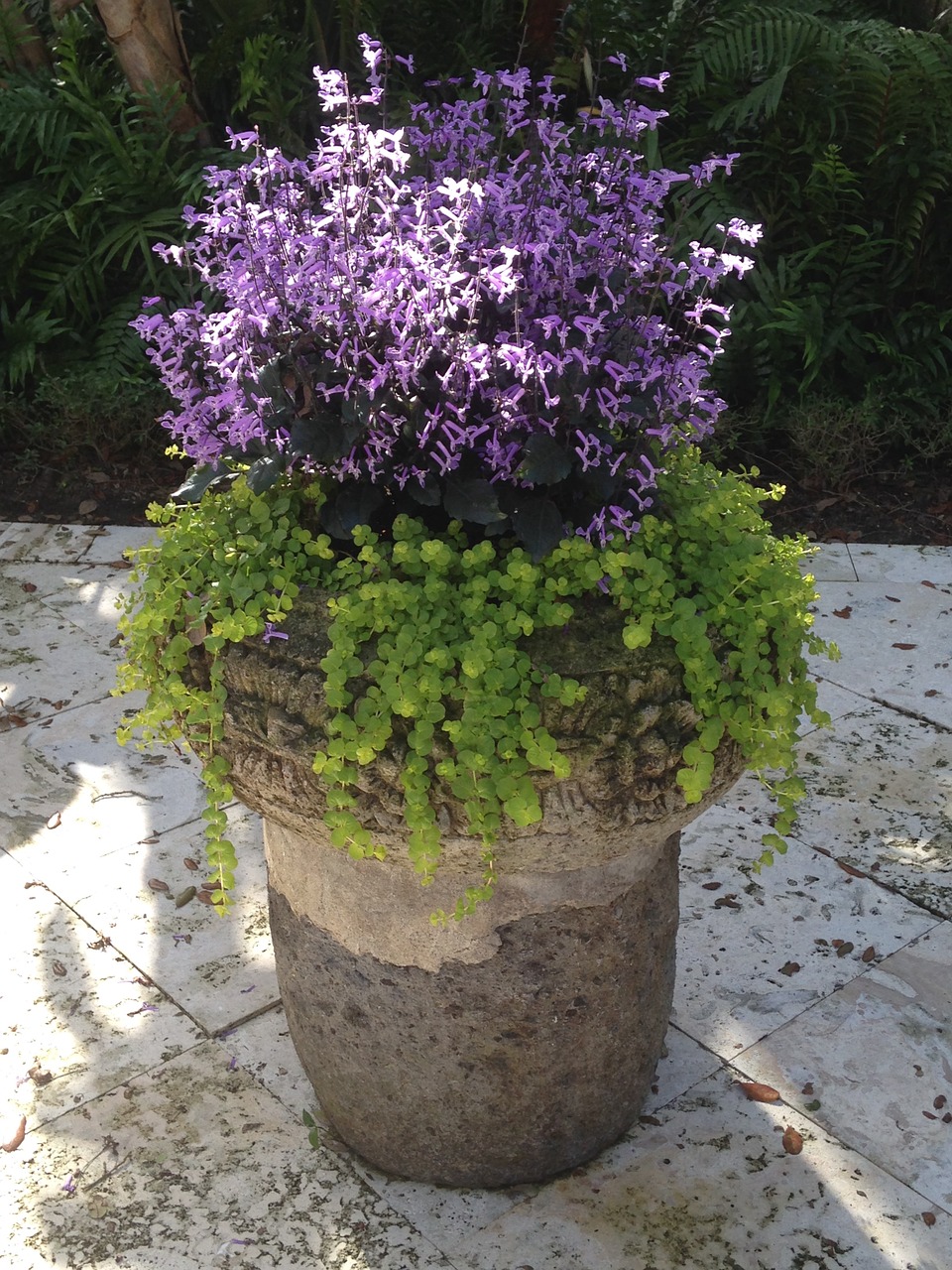container garden creeping jenny mona lavender free photo