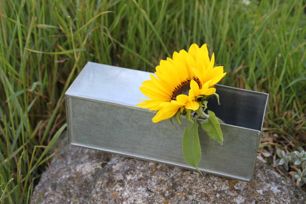 containing zinc sunflower free photo