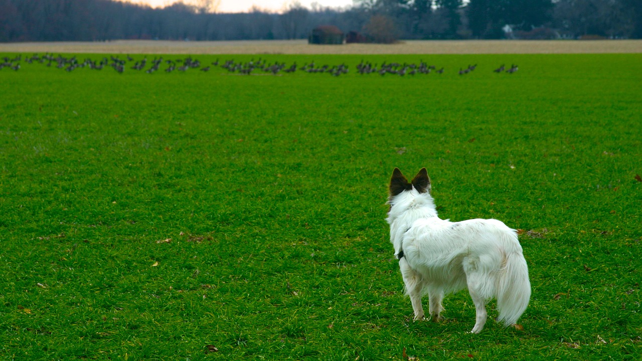 contemplating chase dog free photo