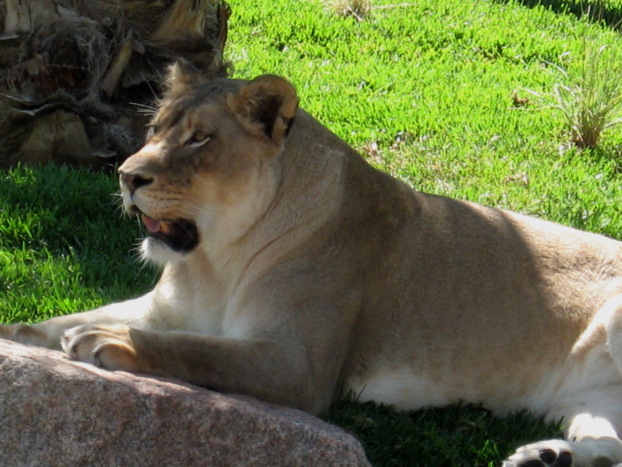 animals lions lionesses free photo