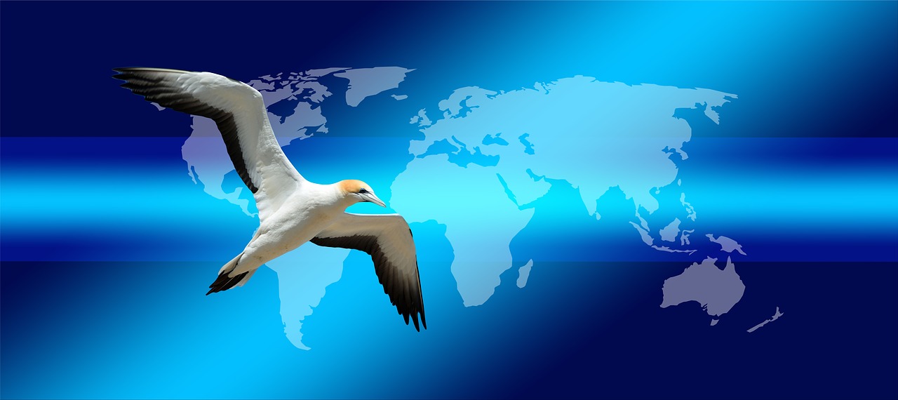 continents earth bird free photo