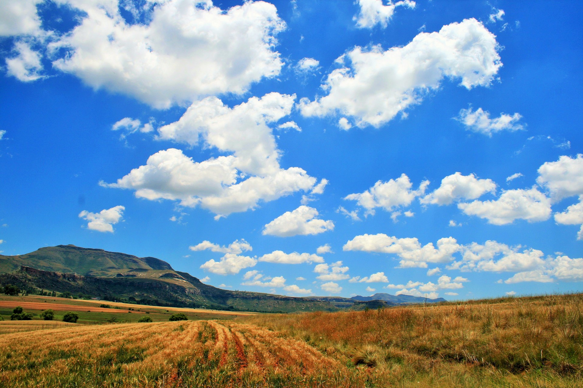 field rows farming free photo