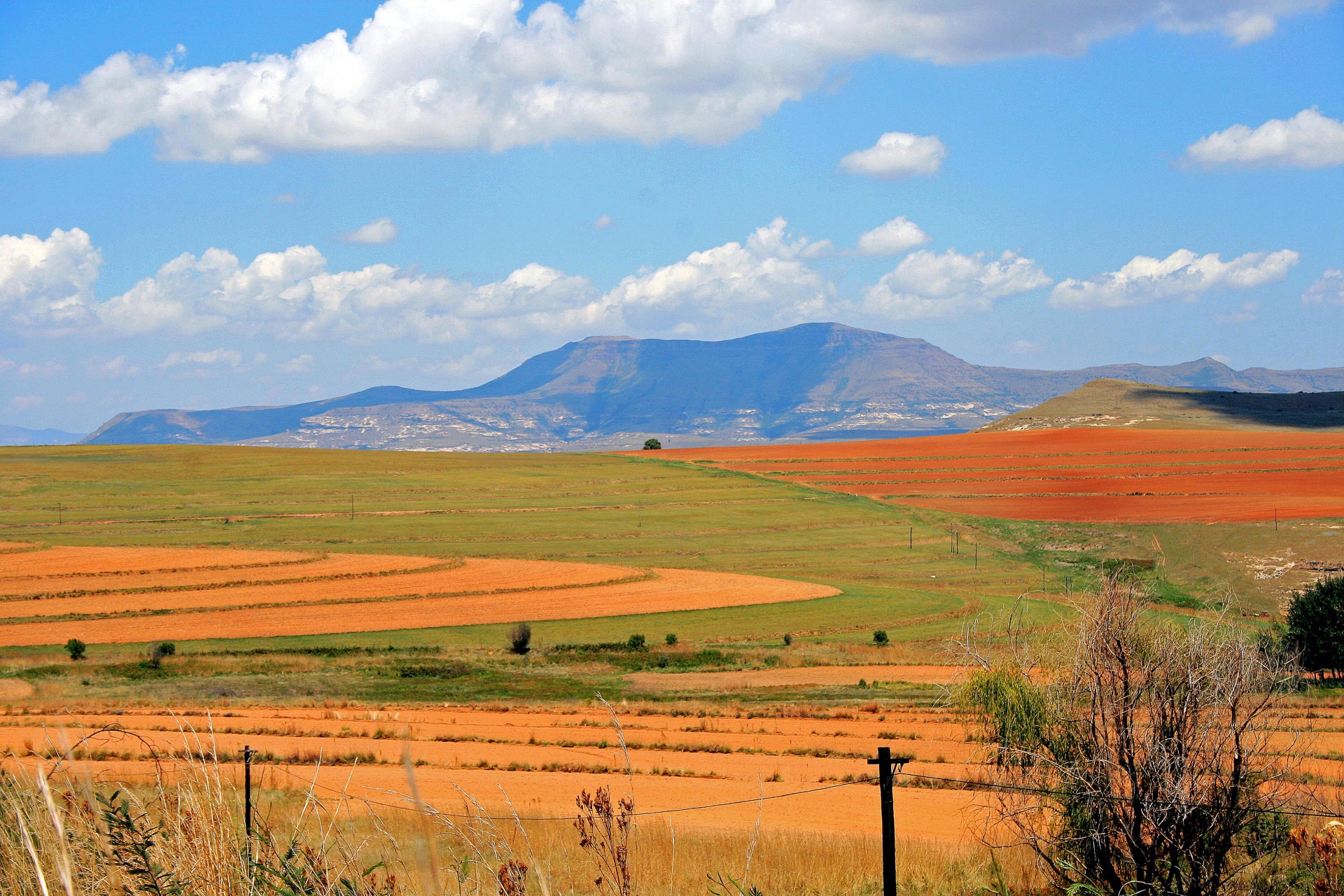 land farmed cultivated free photo