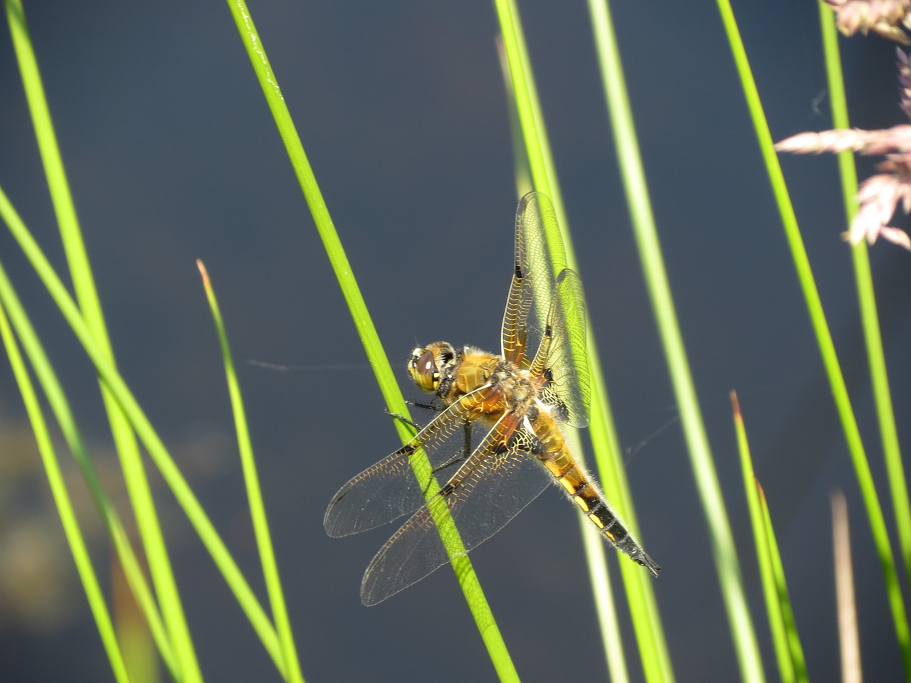 contrast dragonflies blade of grass free photo