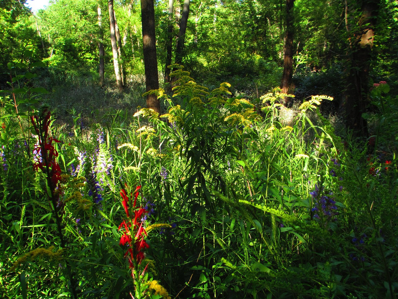 contrast color flowers free photo