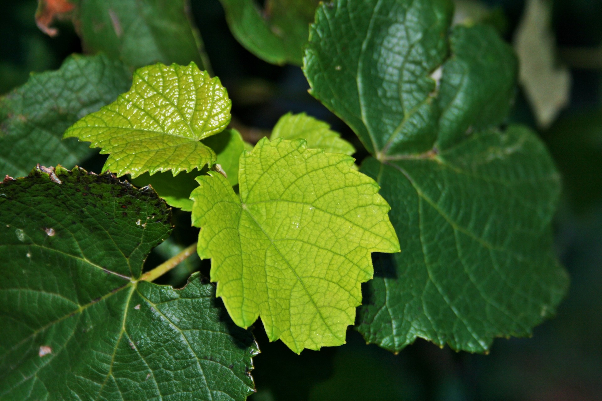 vine leaves green free photo